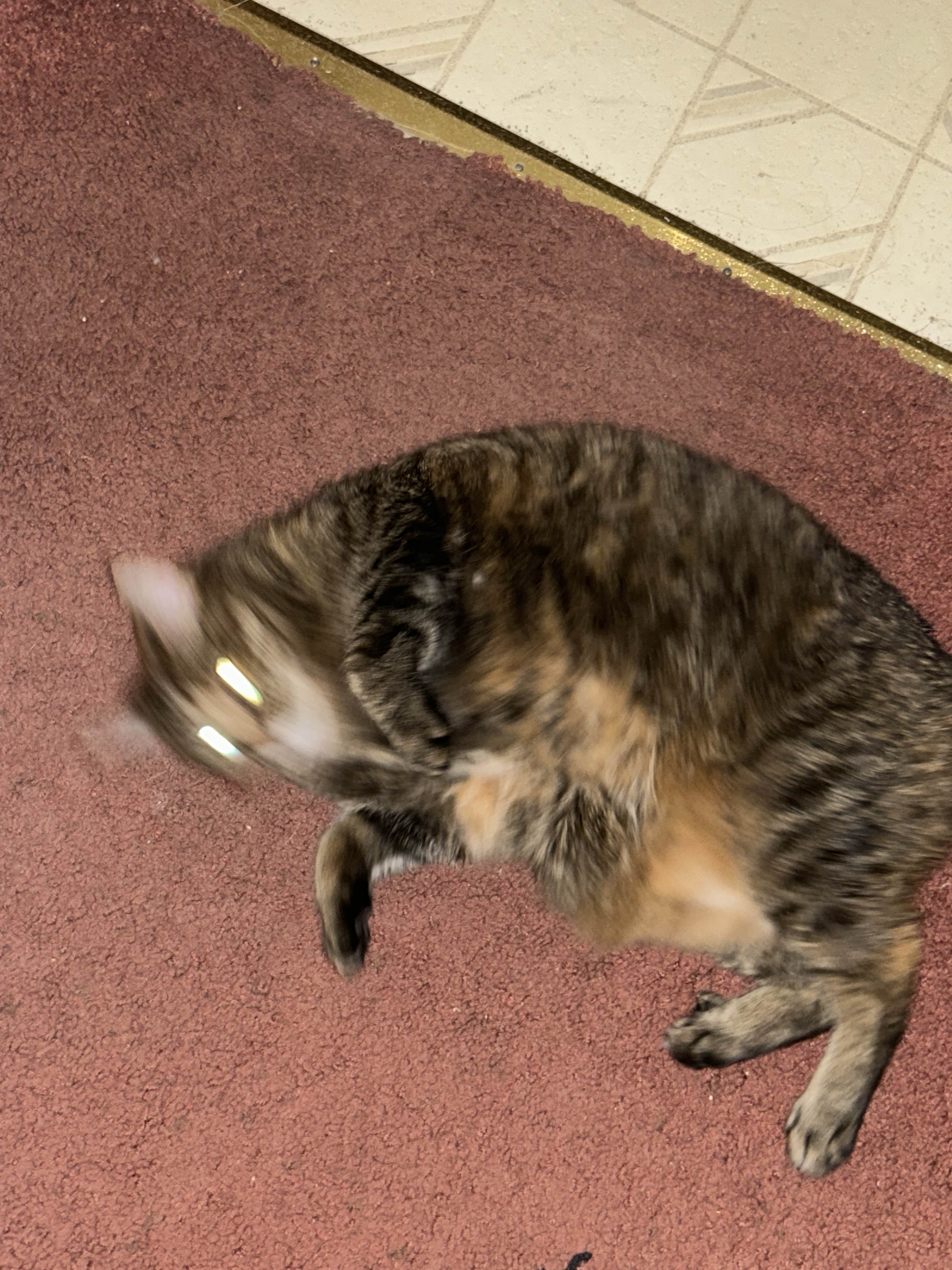 Image of a tabby cat flopping around on the floor. She is in motion, so the photo is blurry. Her eyes are bright white, as the photo was taken with flash on.